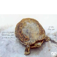 گونه لاکپشت خزری Caspian Pond Turtle